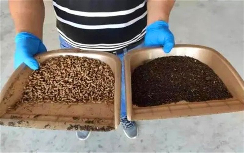 投資小見效快的好項目(室內養殖小投資)-專在家創業網