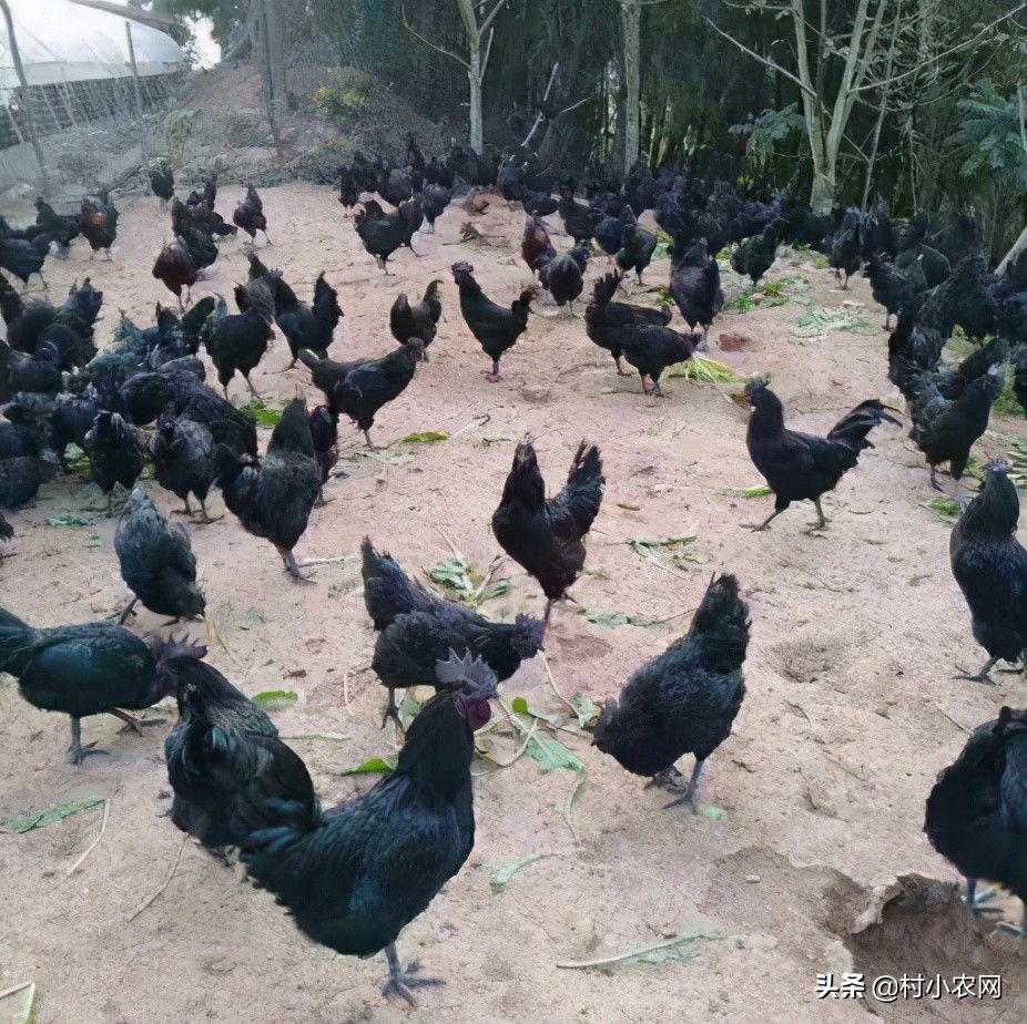 農村創業干啥最賺錢？這12個農村致富好項目，你值得一試