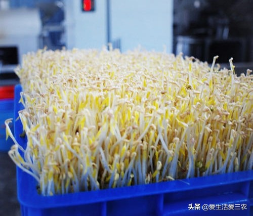 村里做什么生意好做?推薦幾個農村好做生意-專在家創業網