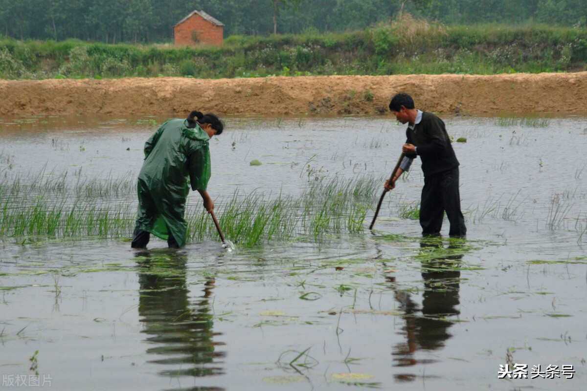 農村快速致富項目，操作容易，很有前景