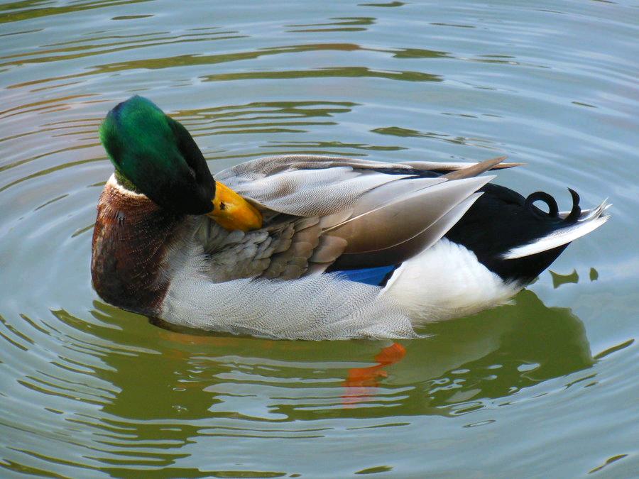 窮人怎樣創業？農村最賺錢的3個養殖項目-專在家創業網