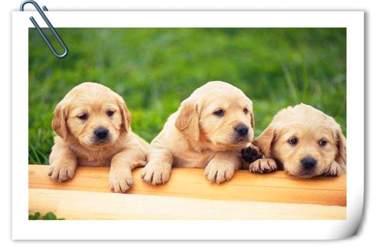 推薦幾個養家糊口的小生意，都不需要投入大本錢，建議考察