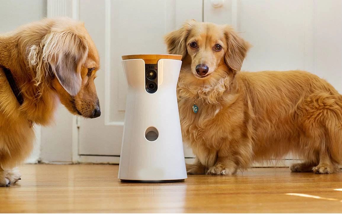 開寵物店的前景怎么樣（開寵物店的利弊）-專在家創業網