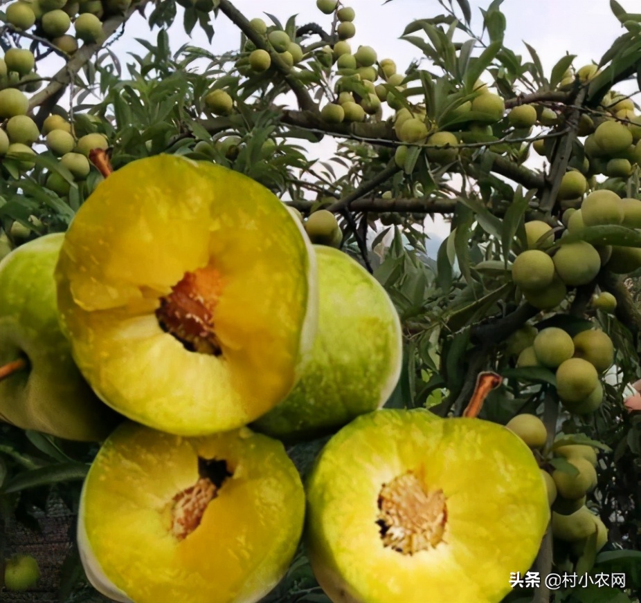 適合在農村做的25個項目（2022年投資小穩賺的項目）-專在家創業網