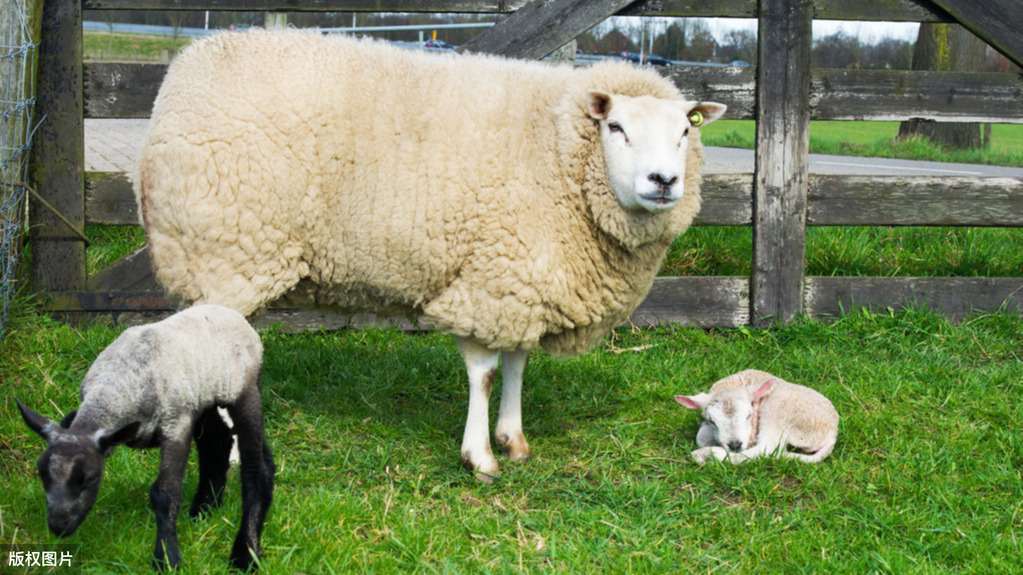 適合農(nóng)村“窮人”創(chuàng)業(yè)，2萬元成本就能賺8萬，你會選擇嗎？