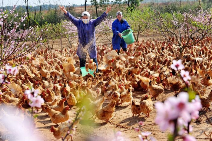 新農村致富好項目(推薦5個前景看好的項目)-專在家創業網