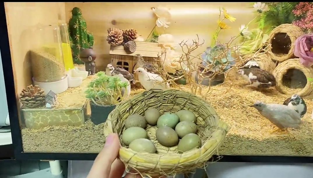 一個女人在家養殖什么賺錢-專在家創業網