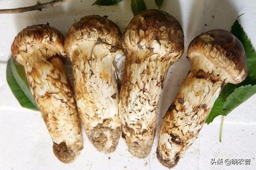 目前最有前景的種植業(yè)(種植致富十個好項目)-專在家創(chuàng)業(yè)網