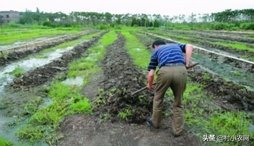 農村創業干啥最賺錢？這12個農村致富好項目，你值得一試