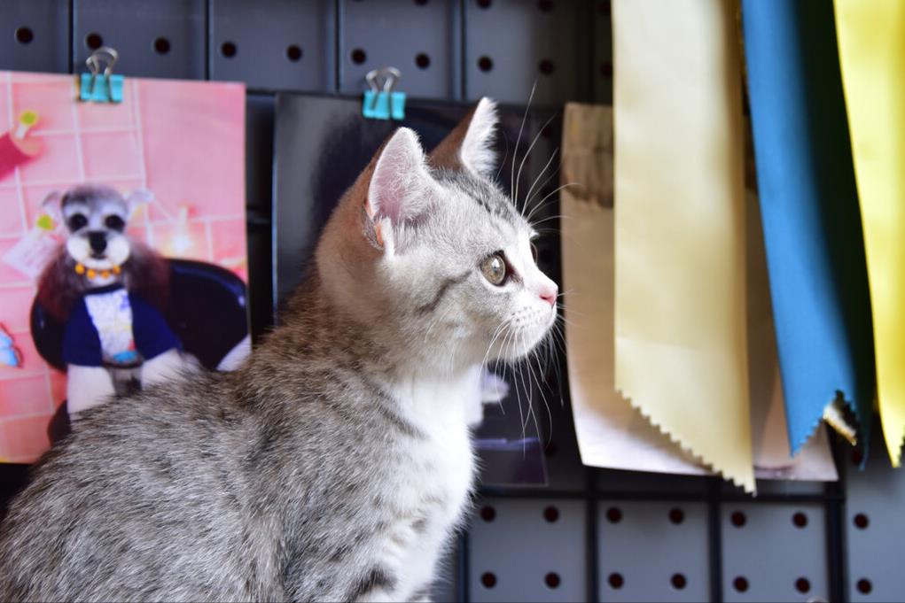 網上開寵物店需要什么(開寵物店需要考慮細節方面)-專在家創業網