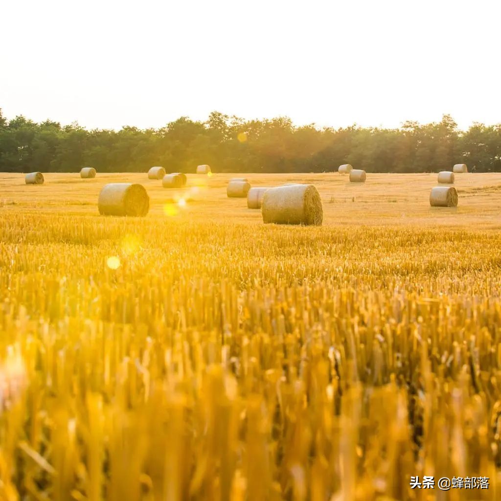 在農村,這10個項目能賺錢,國家還有補貼,看看你適合哪些?