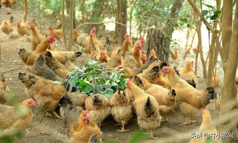 在農(nóng)村創(chuàng)業(yè),養(yǎng)殖啥投資小賺錢多?這6個(gè)項(xiàng)目搞好了就能多賺錢