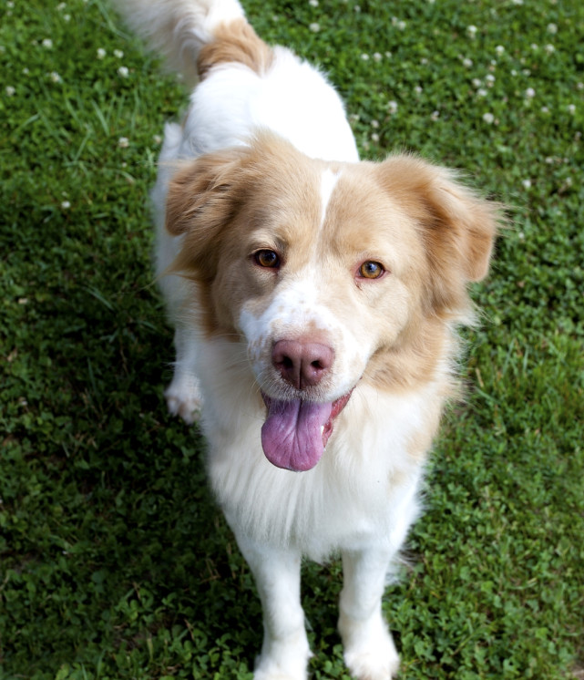 寵物經(jīng)濟催生的新職業(yè)，收入竟然也很高