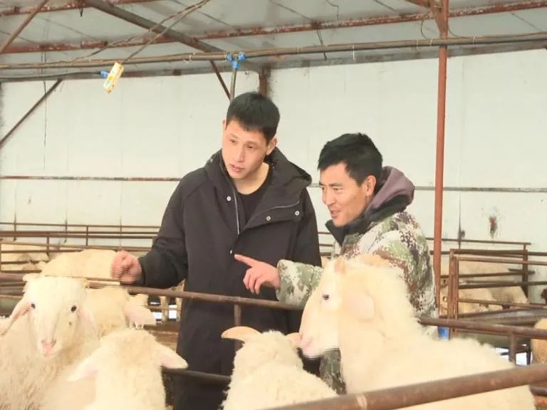 清原90后“新農人”返鄉創業走上“羊”光大道-3