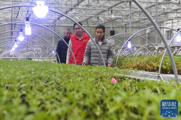 創(chuàng)新創(chuàng)業(yè)振興農(nóng)村:回鄉(xiāng)創(chuàng)業(yè)“新農(nóng)人”助力鄉(xiāng)村振興-專在家創(chuàng)業(yè)網(wǎng)