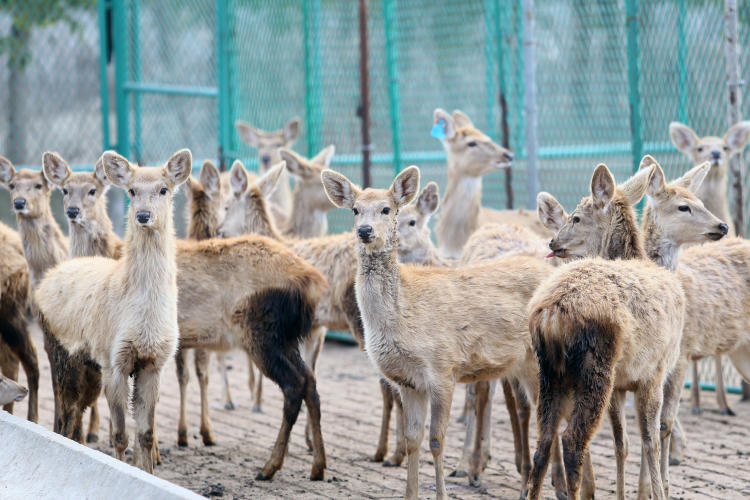 與鹿結緣走出創業新路-1