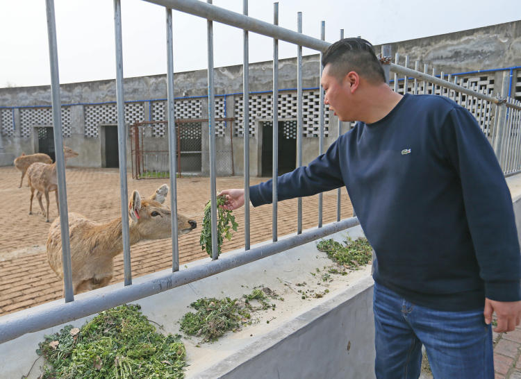 與鹿結緣走出創業新路-2