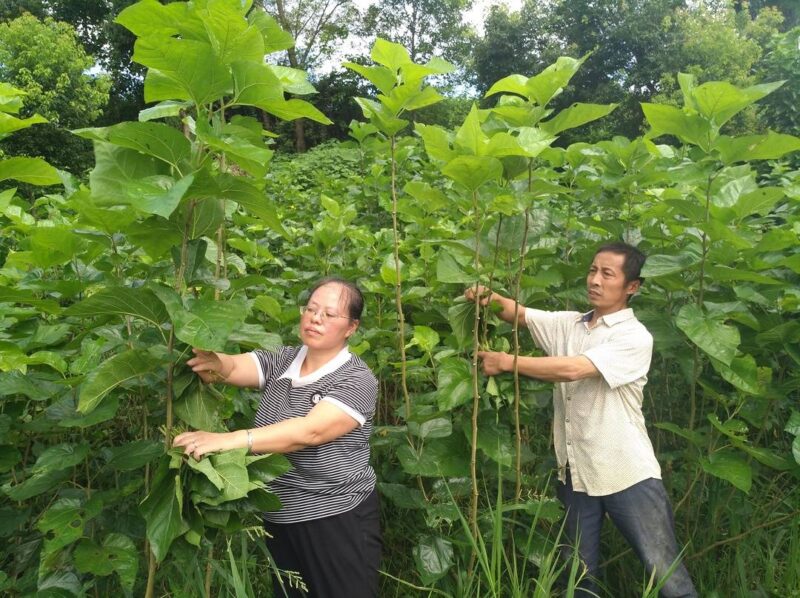 農(nóng)民工返鄉(xiāng)創(chuàng)業(yè) 撐起鄉(xiāng)村振興“半邊天”-2