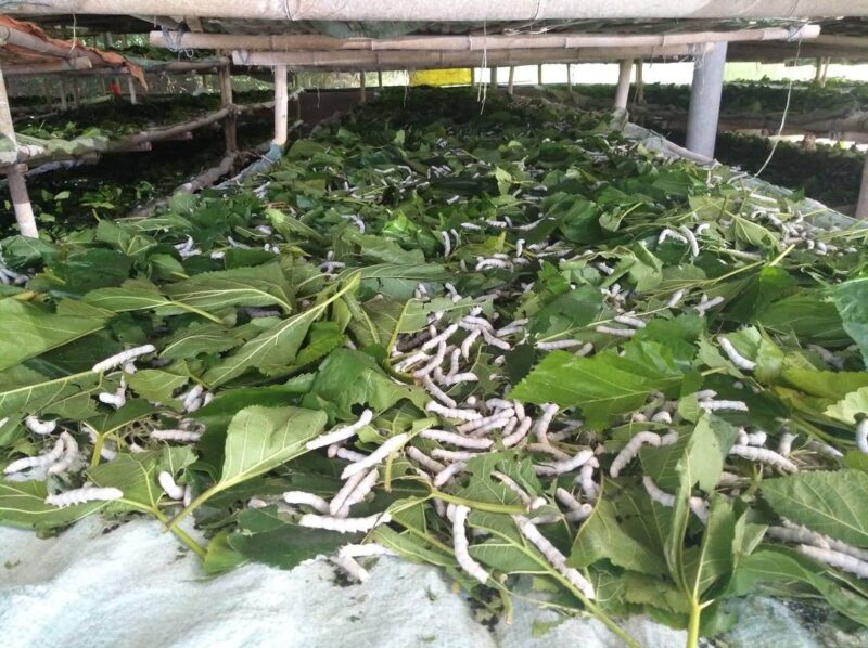 農(nóng)民工返鄉(xiāng)創(chuàng)業(yè) 撐起鄉(xiāng)村振興“半邊天”-3