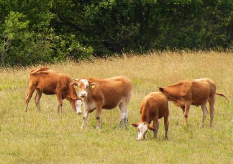 鄉村創業：大學生創辦家庭農場開啟鄉村創業-專在家創業網