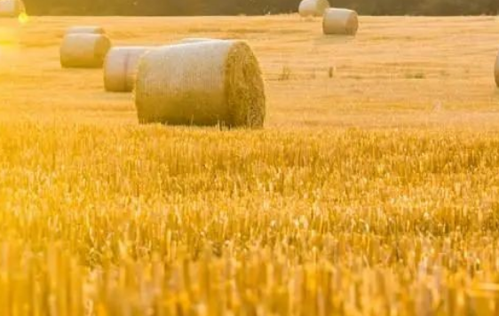 最適合農村人做的10種小生意-未來農村十大掙錢行業-1 最適合農村人做的10種小生意-未來農村十大掙錢行業-1