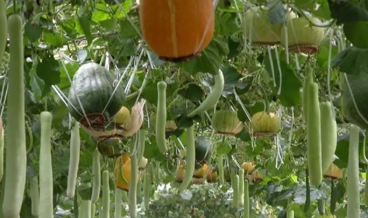 最適合農村人做的10種小生意-未來農村十大掙錢行業-1 最適合農村人做的10種小生意-未來農村十大掙錢行業-1