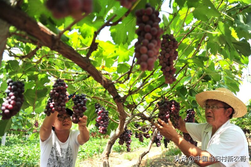 怎樣在農村發展致富 尋求農村致富項目-3