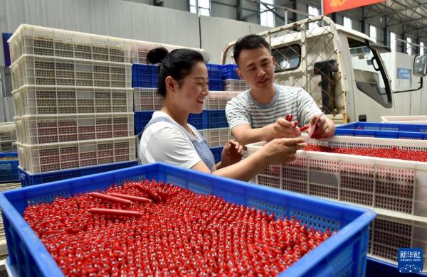 “90后”電商達人返鄉創業記(90后回鄉創業)-3