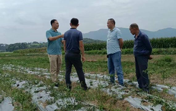 回鄉創業謀發展 致富不忘家鄉人-1 回鄉創業謀發展 致富不忘家鄉人-1