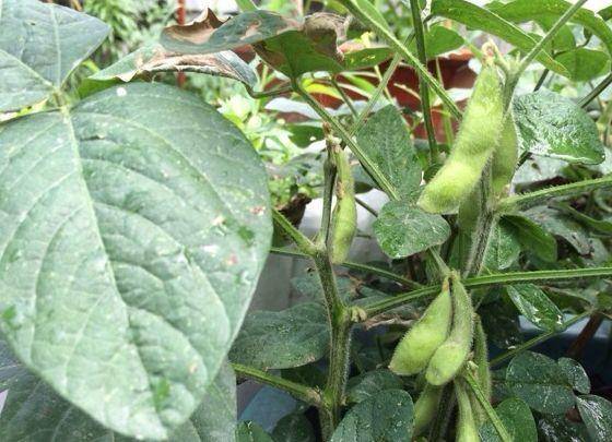 現(xiàn)在適合種什么蔬菜(各種蔬菜種植時間表)-1 現(xiàn)在適合種什么蔬菜(各種蔬菜種植時間表)-1