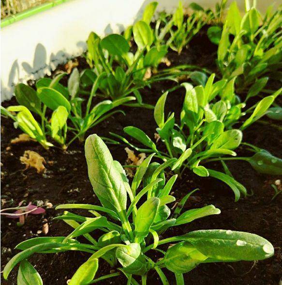 現(xiàn)在適合種什么蔬菜(各種蔬菜種植時間表)-1 現(xiàn)在適合種什么蔬菜(各種蔬菜種植時間表)-1