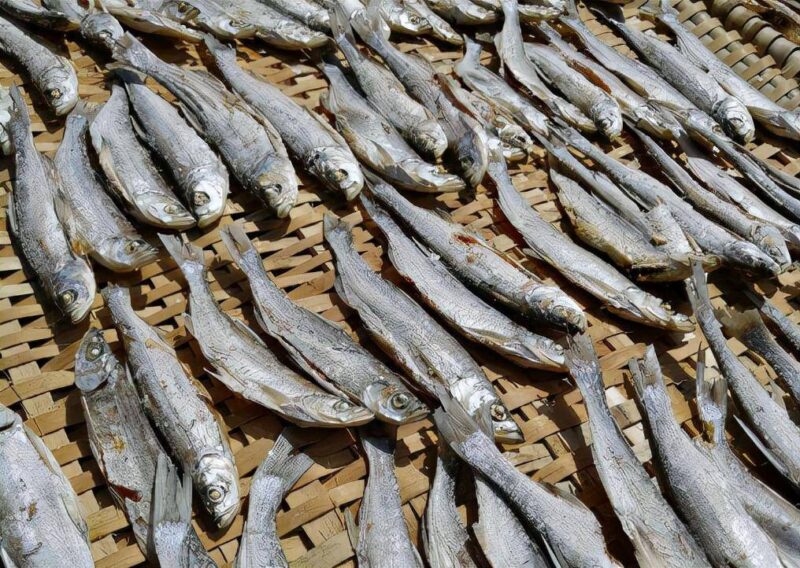 翹嘴魚為什么這么貴？翹嘴魚貴的原因分析-1