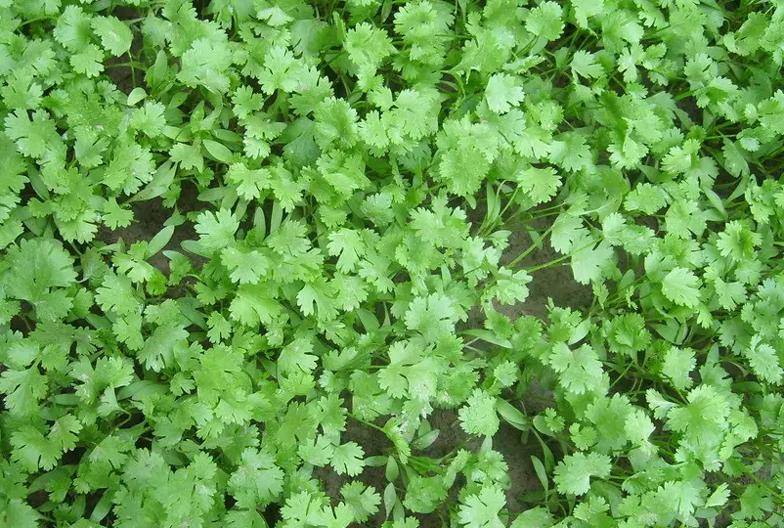 現(xiàn)在適合種什么蔬菜(各種蔬菜種植時間表)-1 現(xiàn)在適合種什么蔬菜(各種蔬菜種植時間表)-1