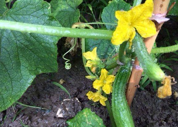 現(xiàn)在適合種什么蔬菜(各種蔬菜種植時間表)-1 現(xiàn)在適合種什么蔬菜(各種蔬菜種植時間表)-1