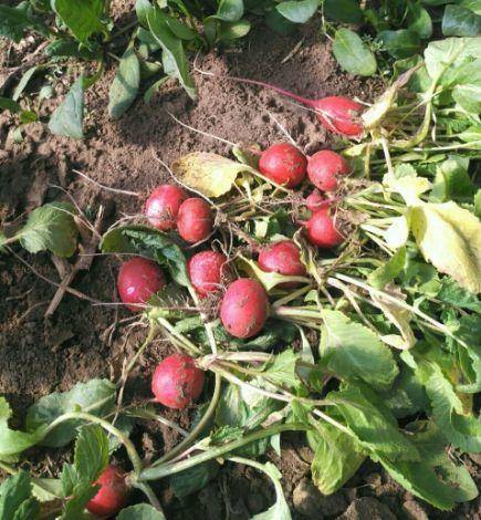 現(xiàn)在適合種什么蔬菜(各種蔬菜種植時間表)-1 現(xiàn)在適合種什么蔬菜(各種蔬菜種植時間表)-1