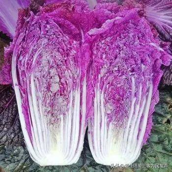 農村養什么賺錢好養？目前養殖什么最有前景-1