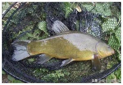 養什么魚賺錢利潤高(養魚賣魚創業項目)-專在家創業網