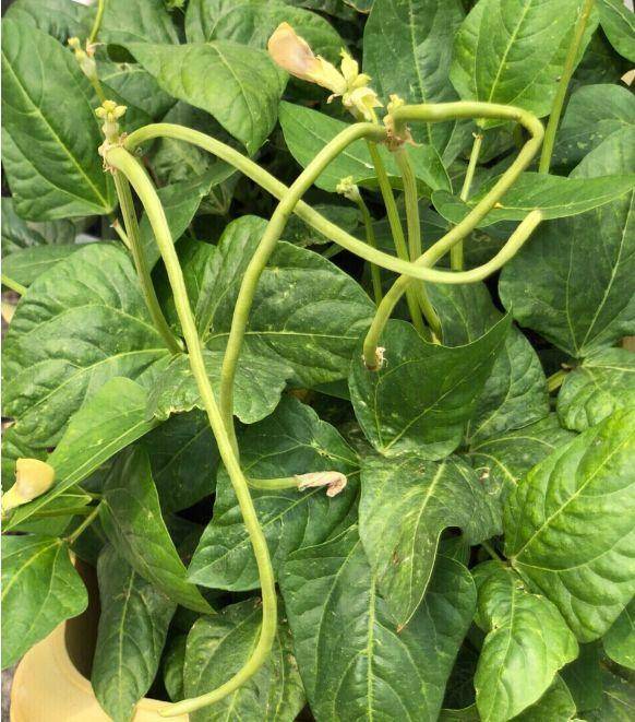 現(xiàn)在適合種什么蔬菜(各種蔬菜種植時間表)-1 現(xiàn)在適合種什么蔬菜(各種蔬菜種植時間表)-1