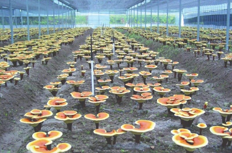 種植致富20個好項目（不愁銷路的種植）-1