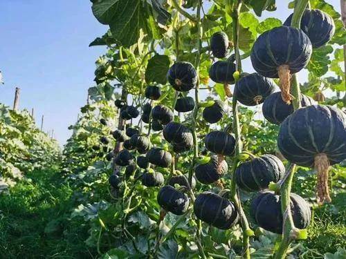 種植致富20個好項目（不愁銷路的種植）-1