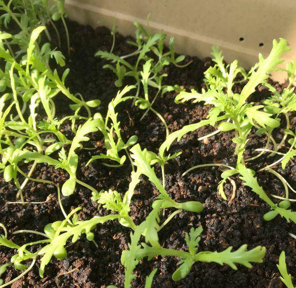 現(xiàn)在適合種什么蔬菜(各種蔬菜種植時間表)-1 現(xiàn)在適合種什么蔬菜(各種蔬菜種植時間表)-1