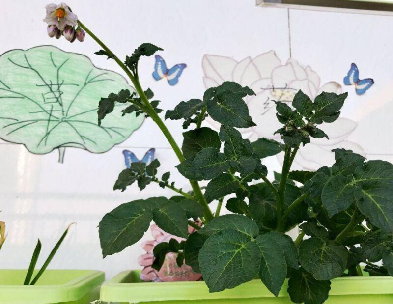 現(xiàn)在適合種什么蔬菜(各種蔬菜種植時間表)-1 現(xiàn)在適合種什么蔬菜(各種蔬菜種植時間表)-1