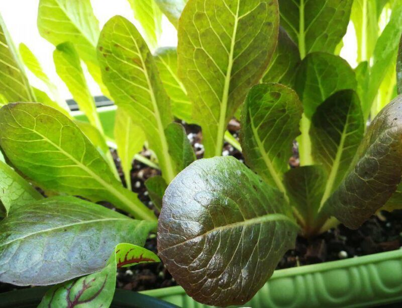 現(xiàn)在適合種什么蔬菜(各種蔬菜種植時間表)-1 現(xiàn)在適合種什么蔬菜(各種蔬菜種植時間表)-1