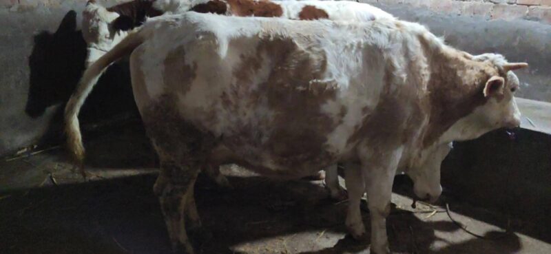 養(yǎng)牛一般一頭牛一年賺多少錢-1 養(yǎng)牛一般一頭牛一年賺多少錢-1