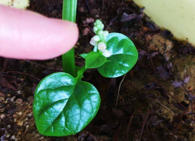 現(xiàn)在適合種什么蔬菜(各種蔬菜種植時間表)-1 現(xiàn)在適合種什么蔬菜(各種蔬菜種植時間表)-1