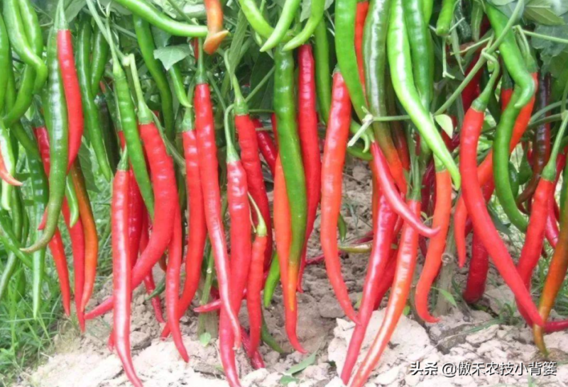 辣椒種植與管理技術-1 辣椒種植與管理技術-1