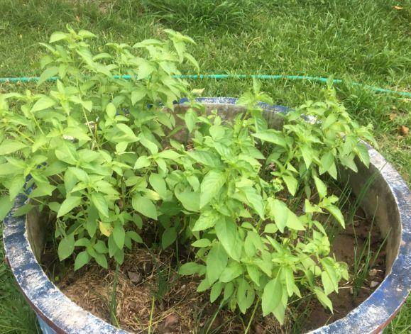 現(xiàn)在適合種什么蔬菜(各種蔬菜種植時間表)-1 現(xiàn)在適合種什么蔬菜(各種蔬菜種植時間表)-1