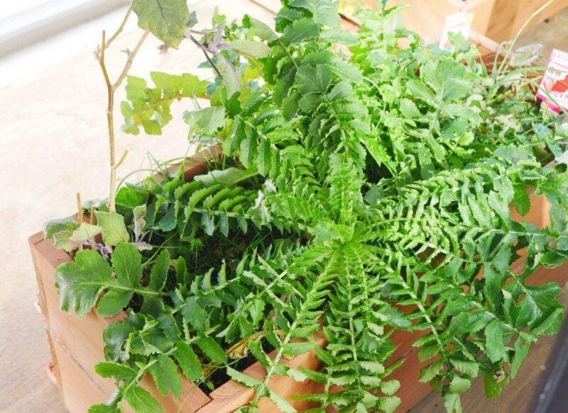 現(xiàn)在適合種什么蔬菜(各種蔬菜種植時間表)-1 現(xiàn)在適合種什么蔬菜(各種蔬菜種植時間表)-1