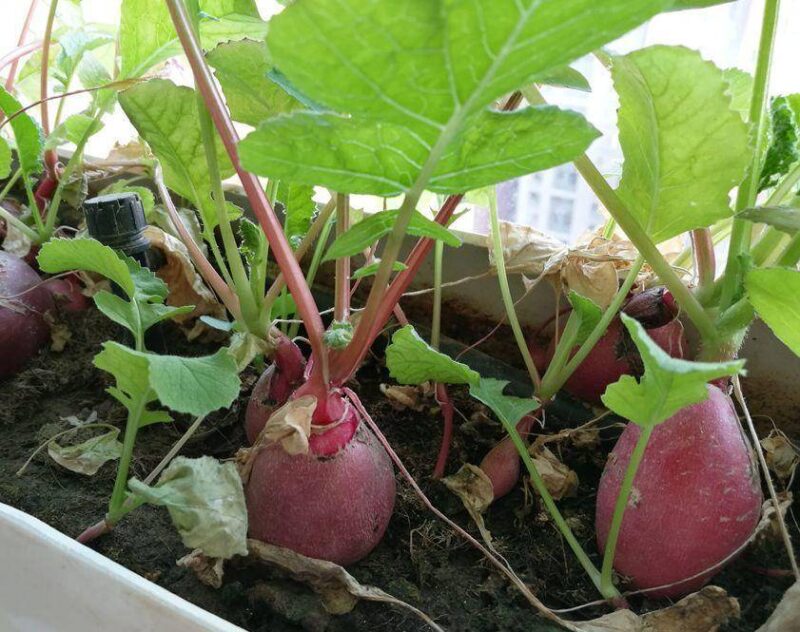 現(xiàn)在適合種什么蔬菜(各種蔬菜種植時間表)-1 現(xiàn)在適合種什么蔬菜(各種蔬菜種植時間表)-1