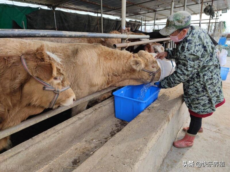養(yǎng)牛一般一頭牛一年賺多少錢-1 養(yǎng)牛一般一頭牛一年賺多少錢-1